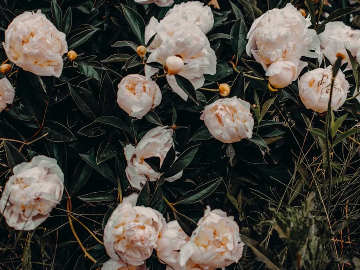 Pivoine - illustration botanique