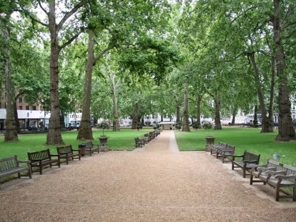 Platane - illustration botanique