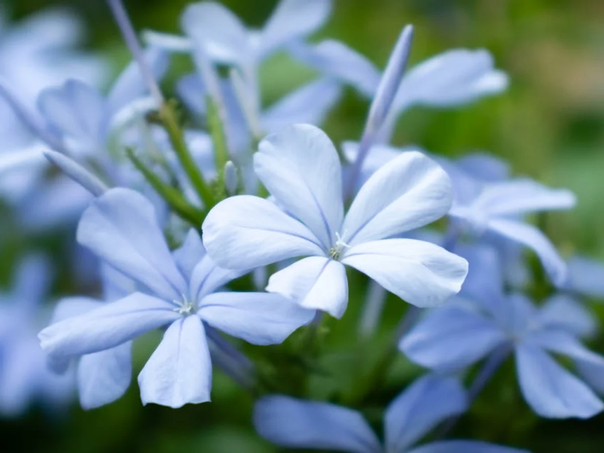 Plumbago (dentelaire du Cap) - illustration botanique