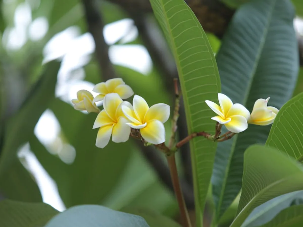 Frangipanier - illustration botanique