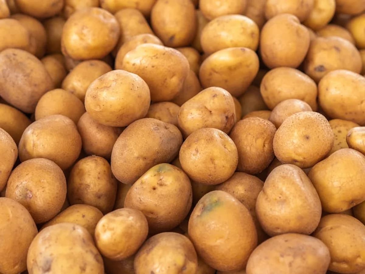 Pomme de terre de conservation - illustration botanique