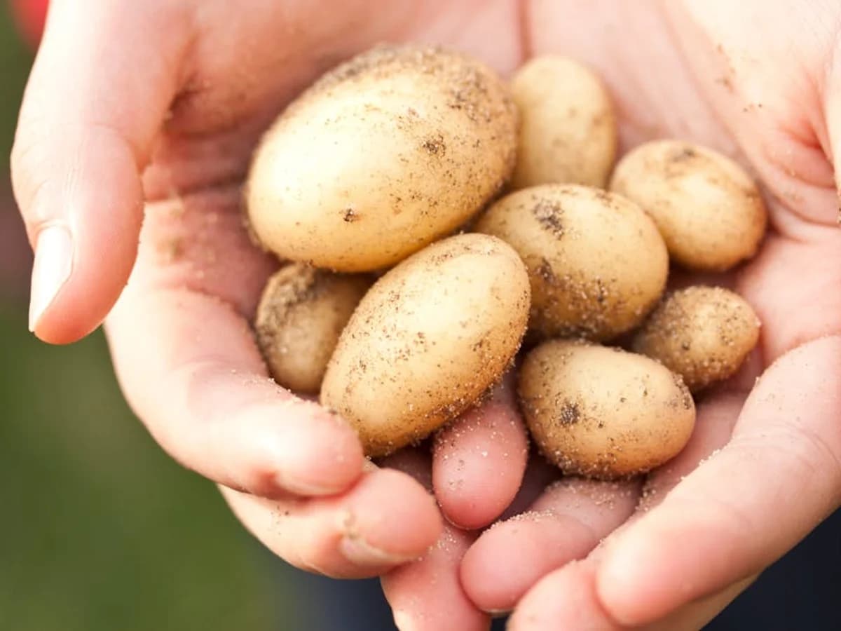 Pomme de terre précoce - illustration botanique