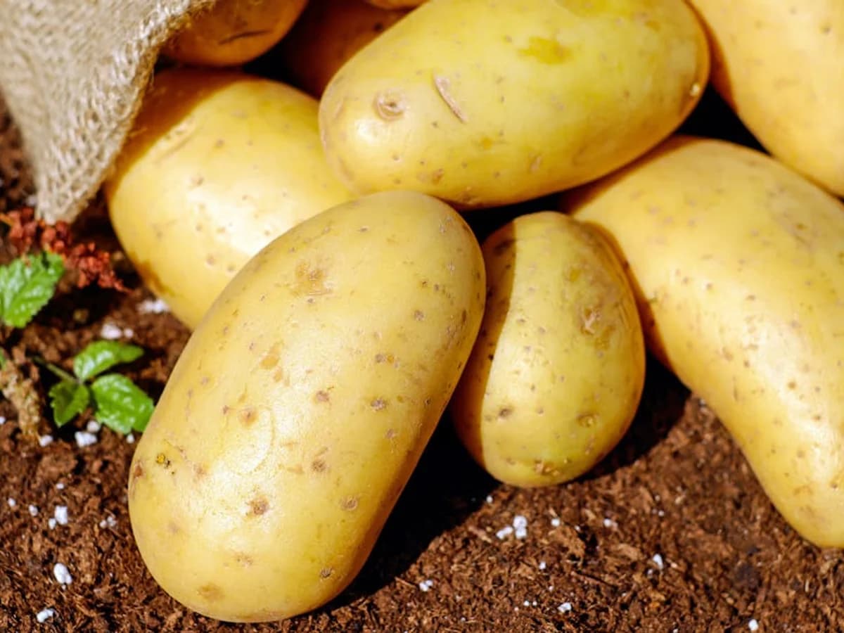 Pomme de terre - illustration botanique