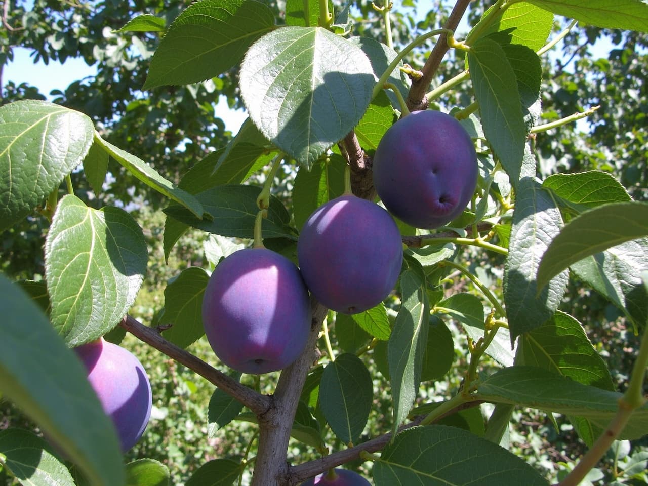 Prunier - illustration botanique