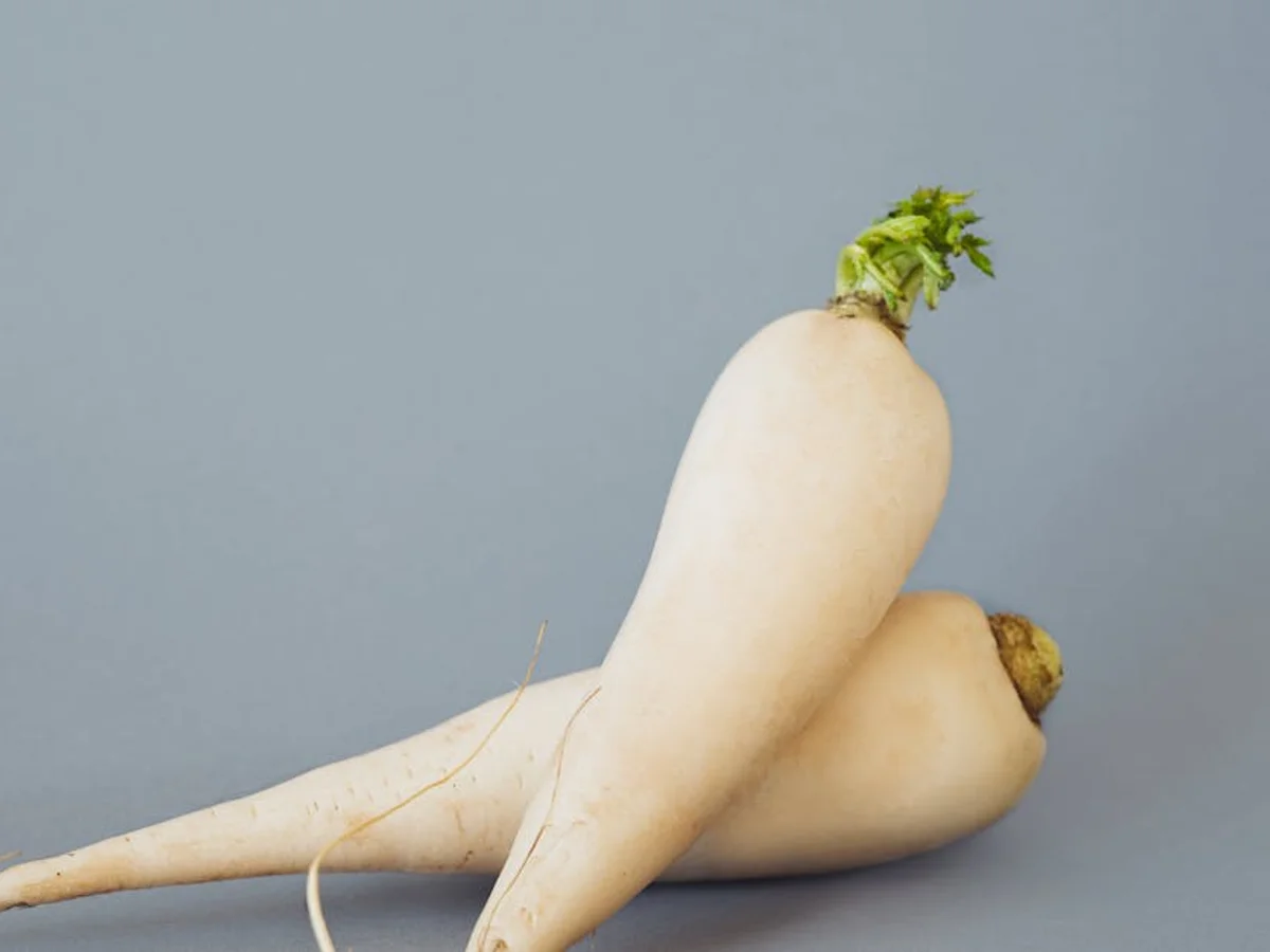 Radis d'hiver - illustration botanique