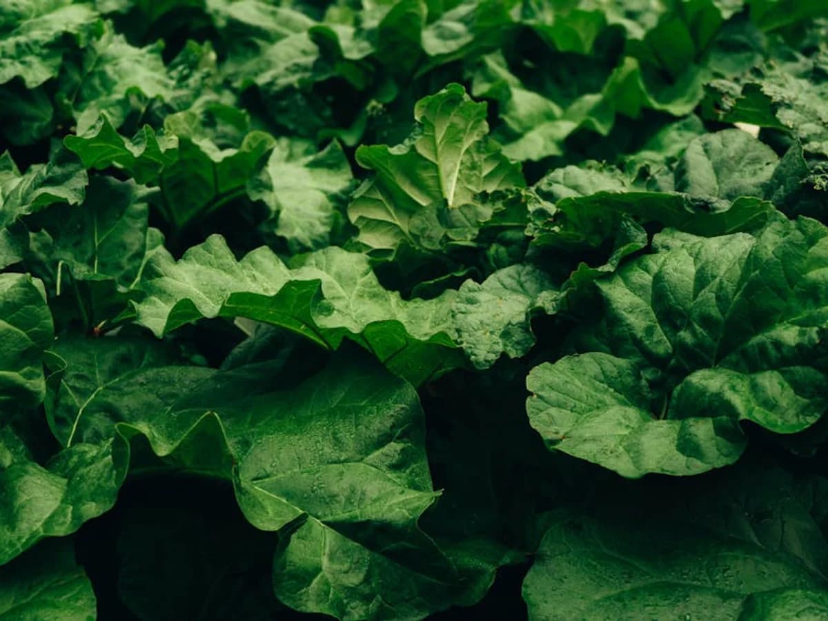 Rhubarbe - illustration botanique