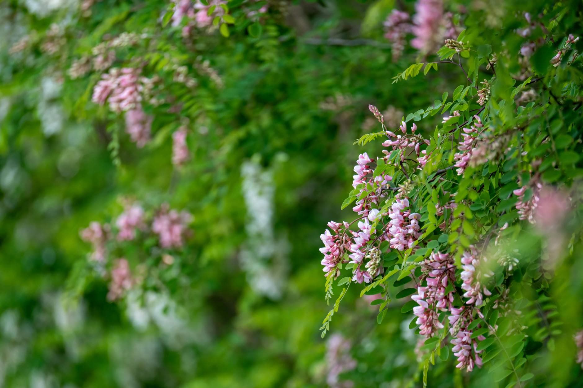 Robinier faux acacia - illustration botanique