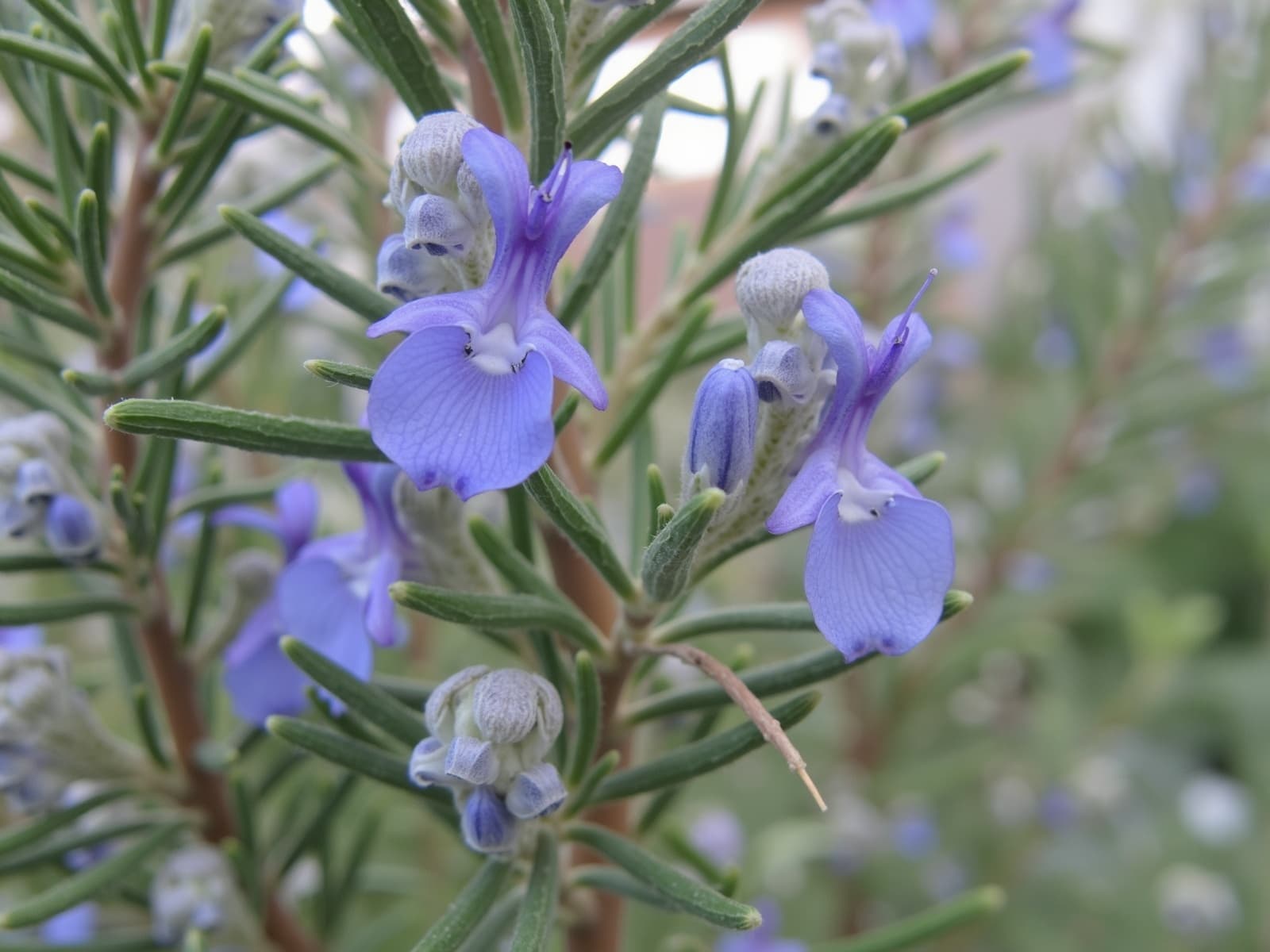 Romarin - illustration botanique