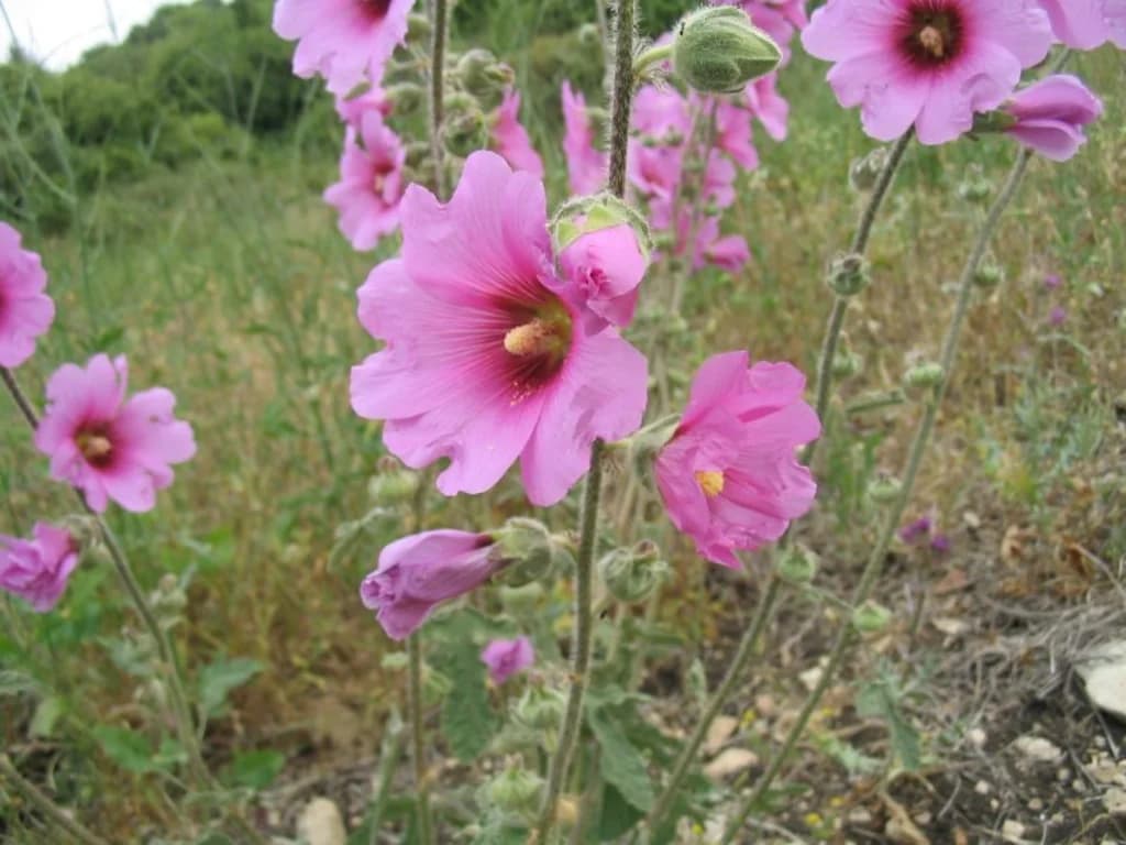 Rose trémière - illustration botanique