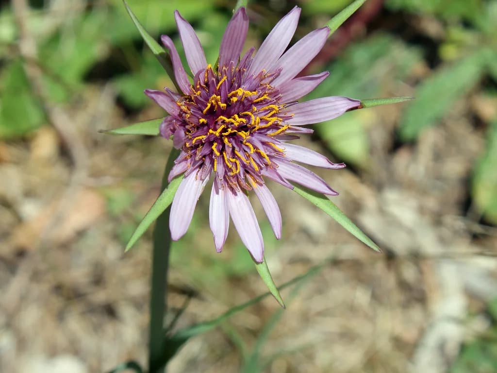 Salsifis - illustration botanique