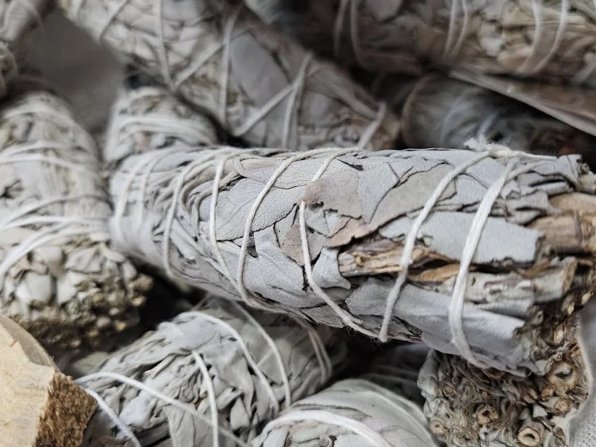 Sauge - illustration botanique