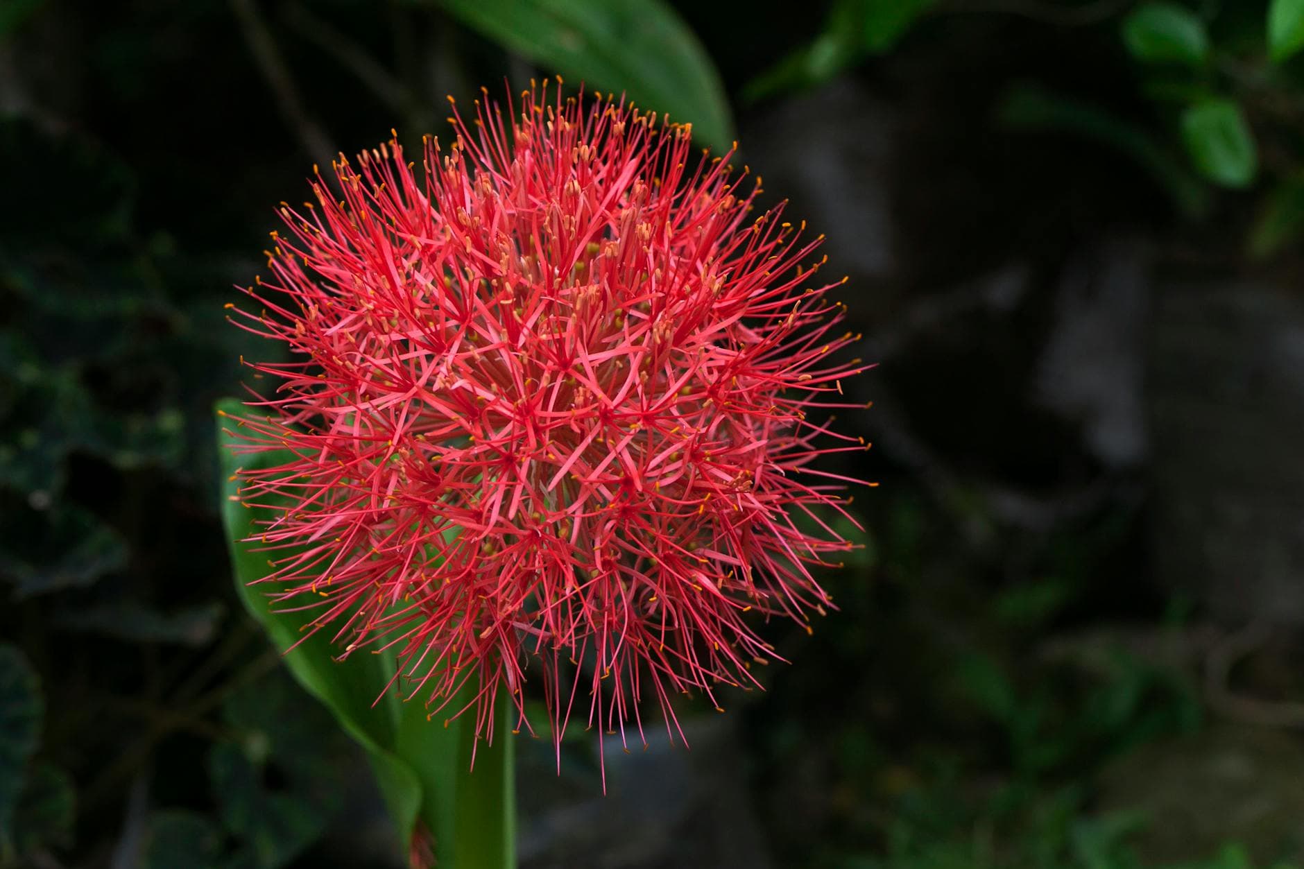 Scadoxus (lis de sang) - illustration botanique