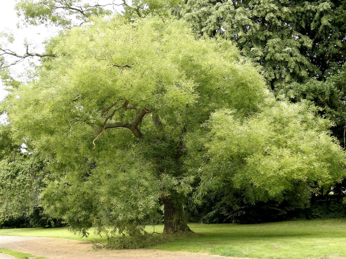 Sophora du Japon - illustration botanique