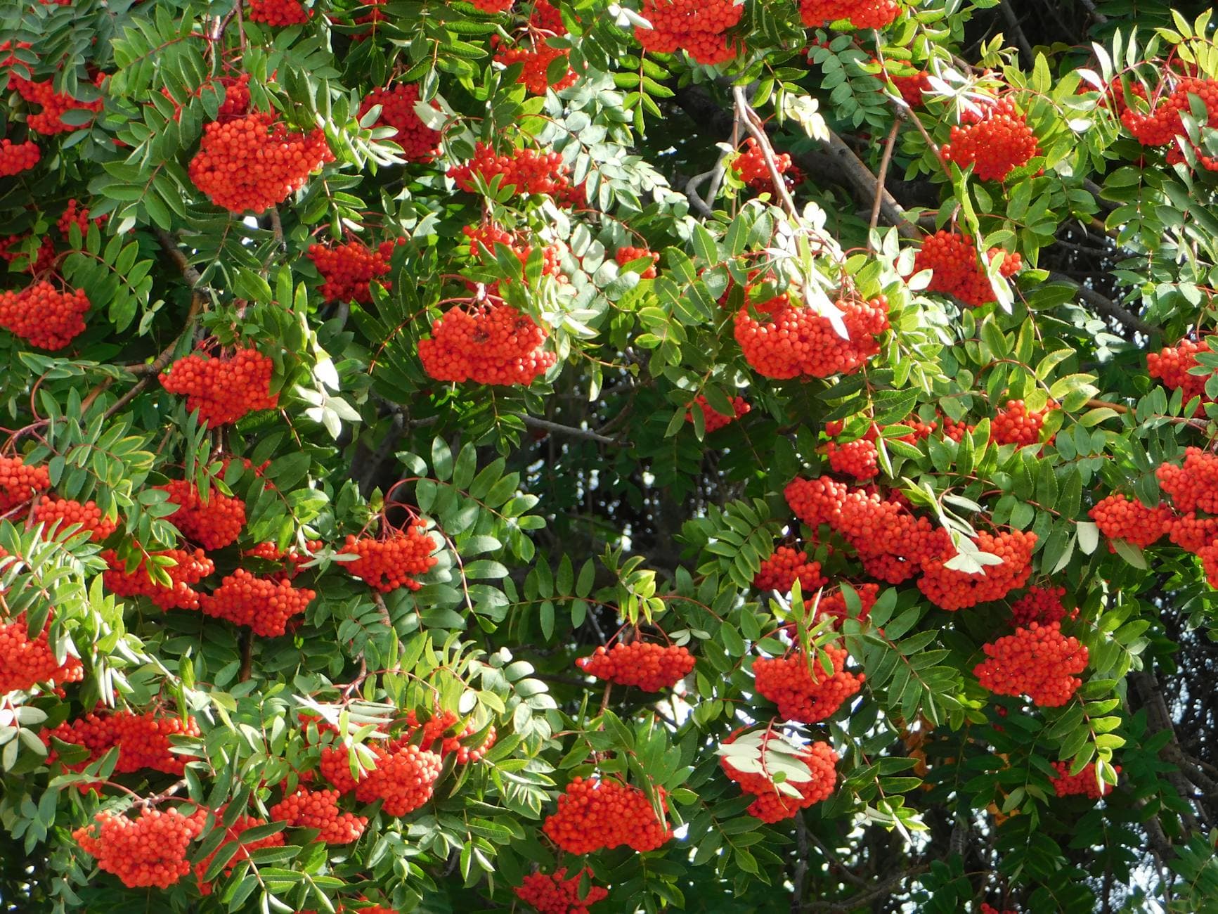 Sorbier des oiseleurs