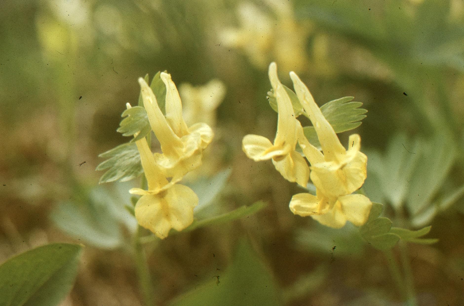 Sternbergia - illustration botanique
