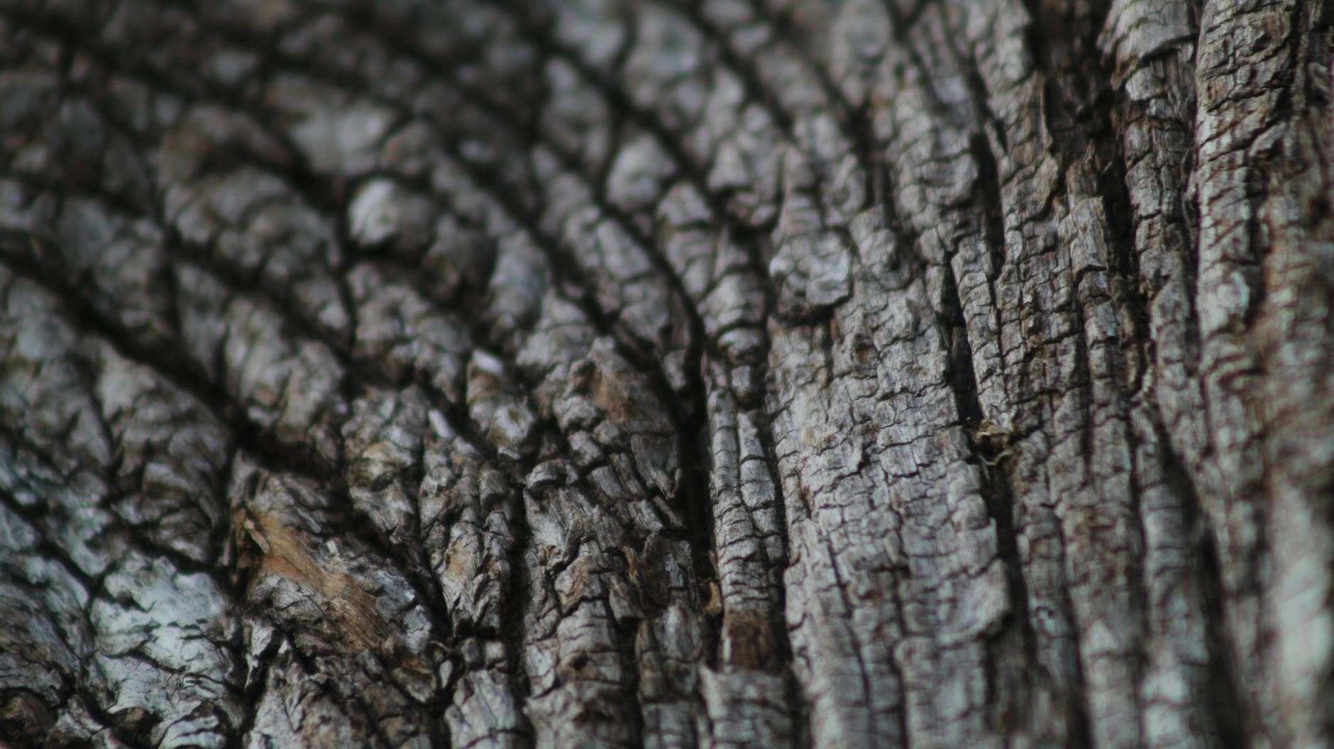 Thuya occidental - illustration botanique