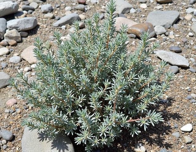 Thym - illustration botanique