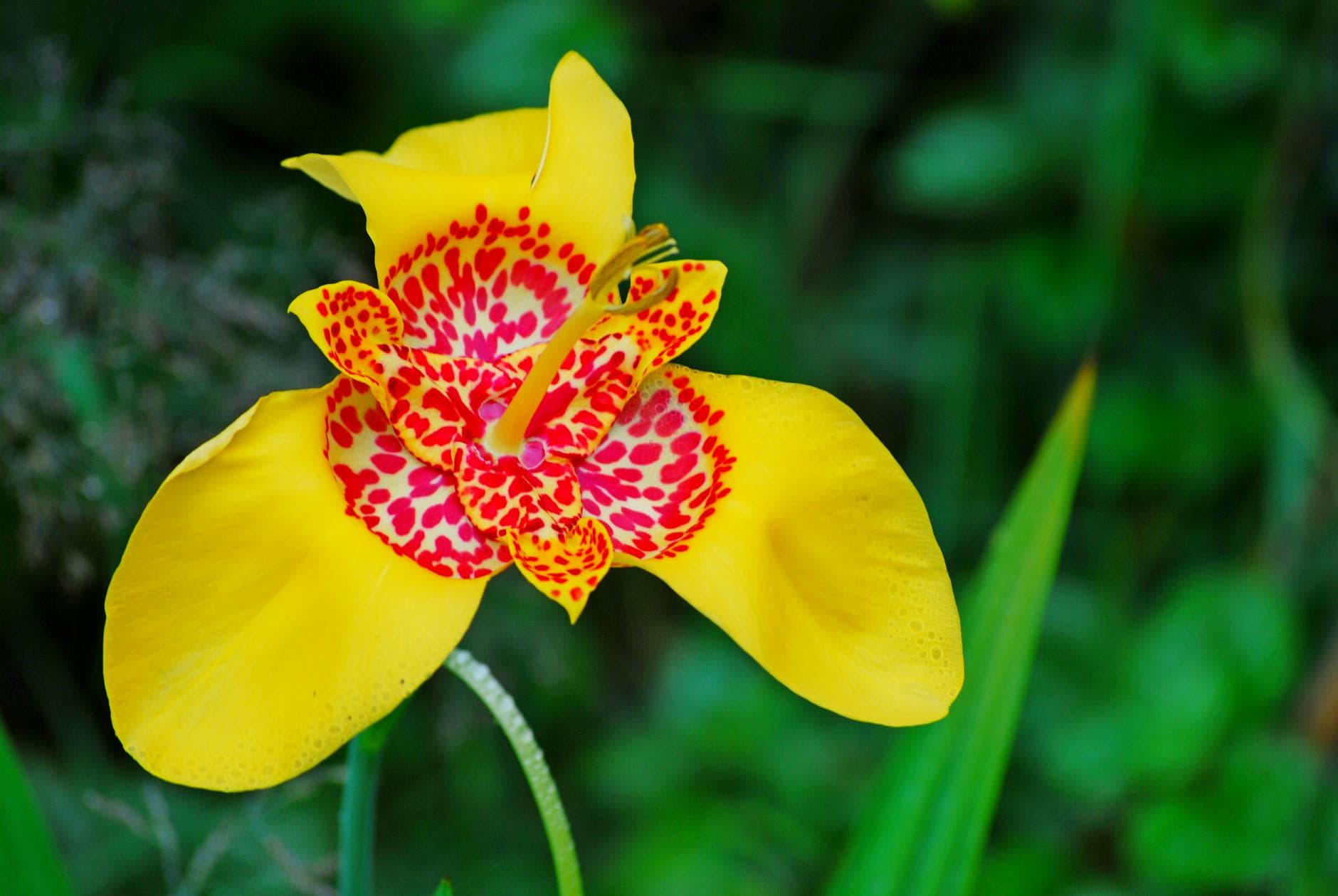 Tigridia (oeil de paon) - illustration botanique