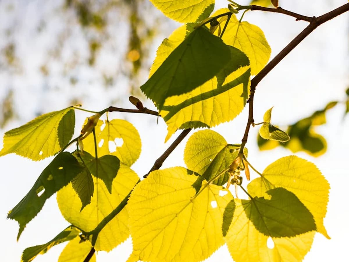 Tilleul - illustration botanique