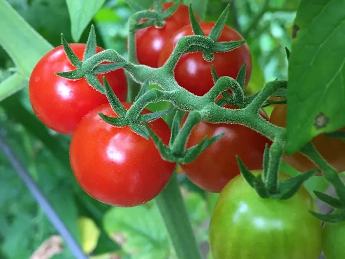 Tomate cerise - illustration botanique