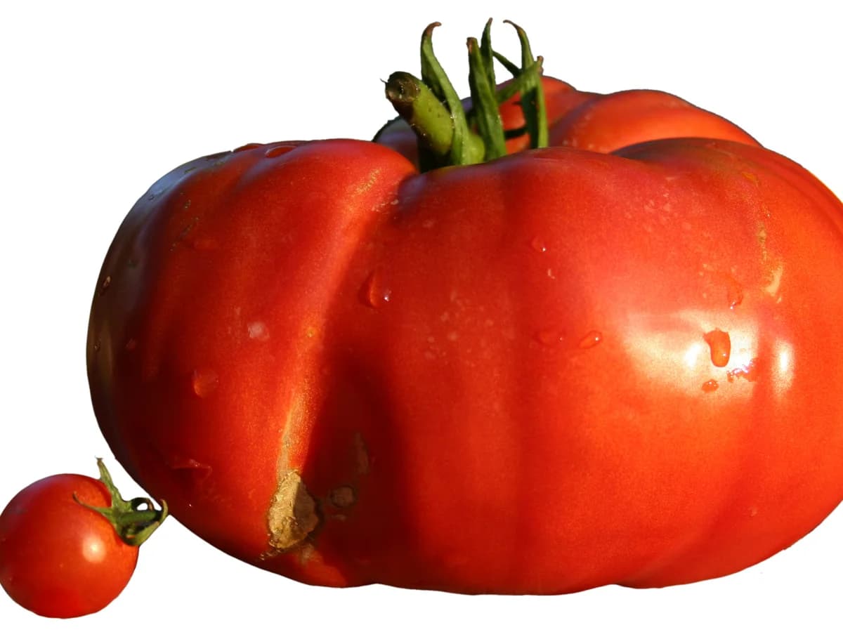 Tomate cœur de bœuf - illustration botanique