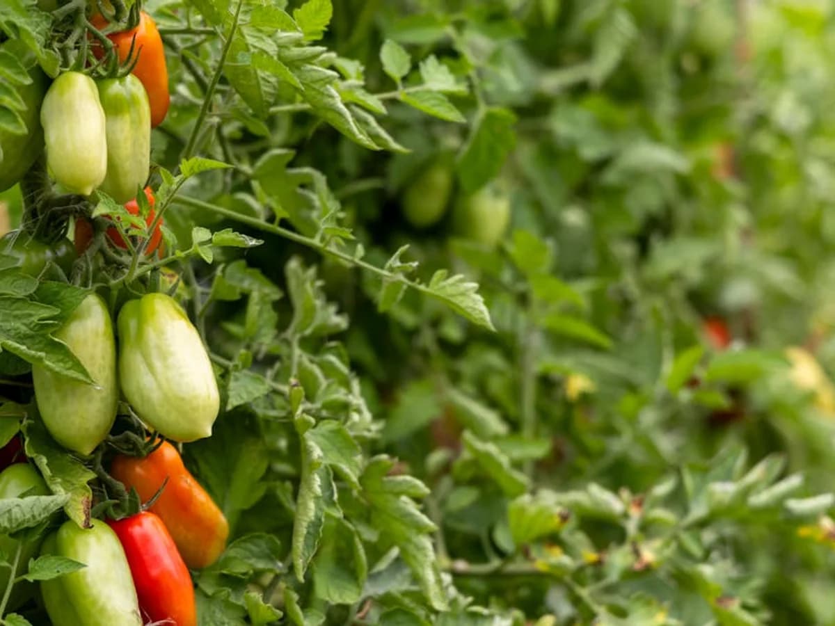 Tomate Roma - illustration botanique