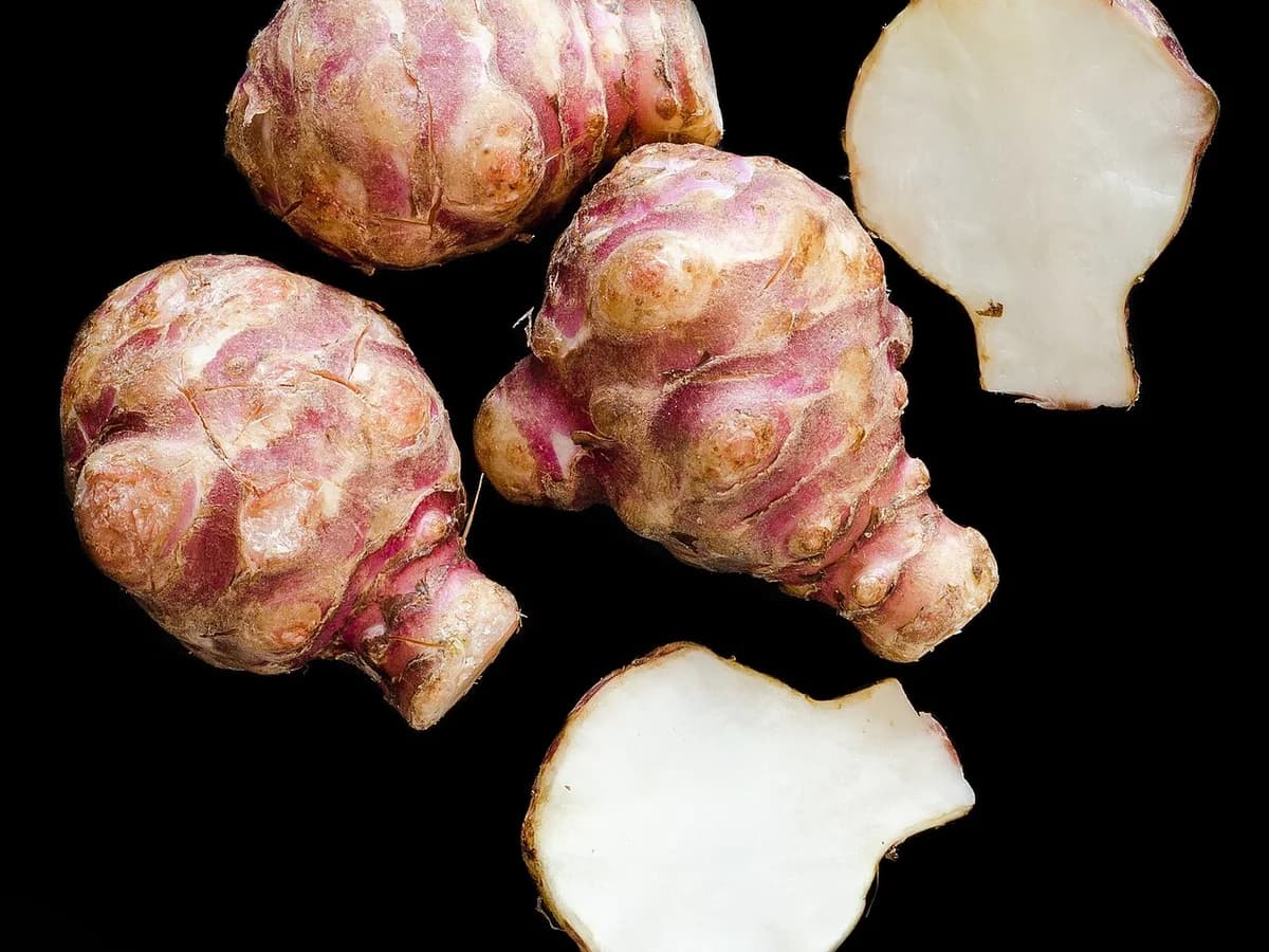 Topinambour - illustration botanique