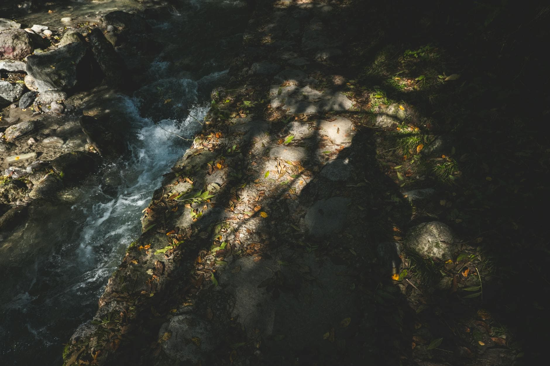 Tupelo de Chine - illustration botanique