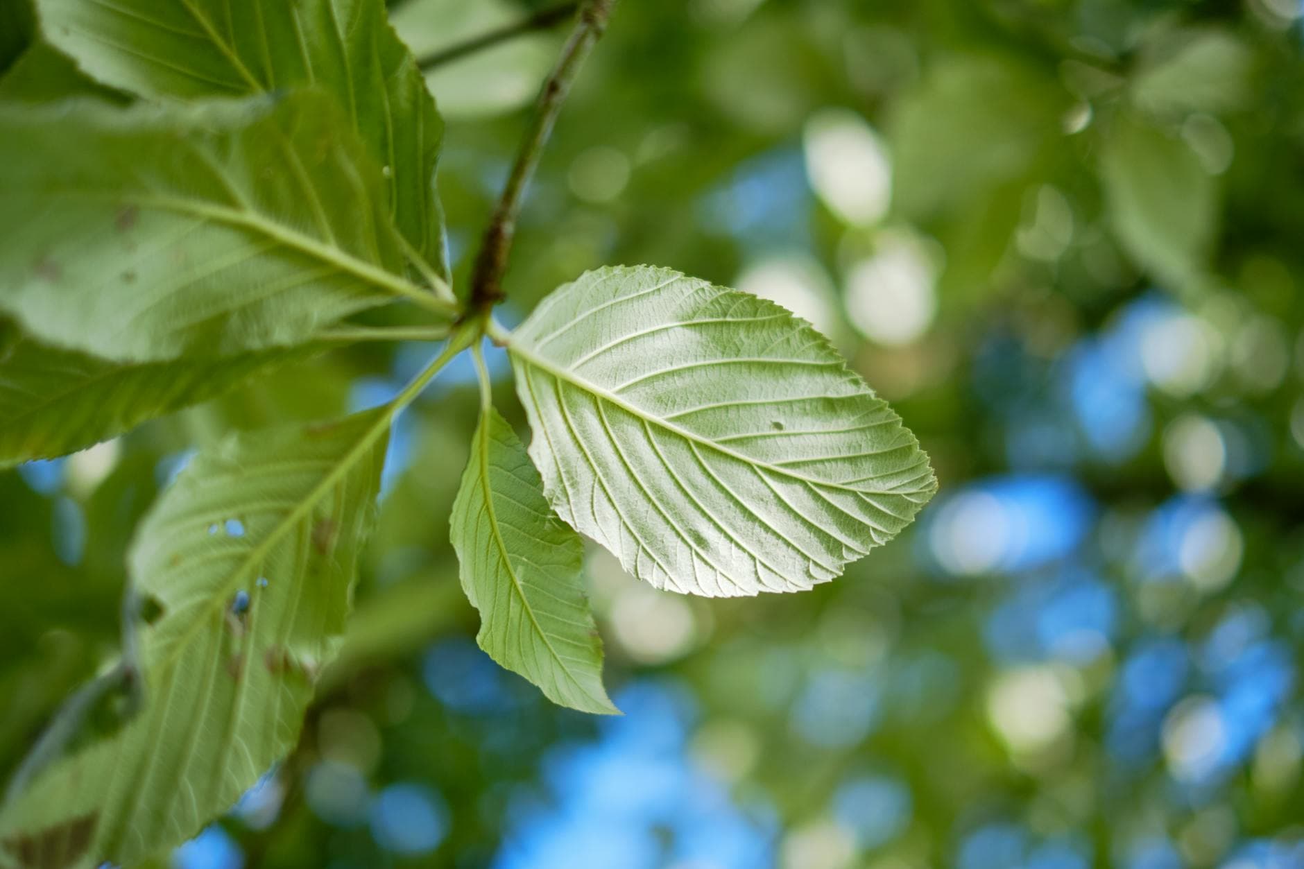 Zelkova du Japon - illustration botanique