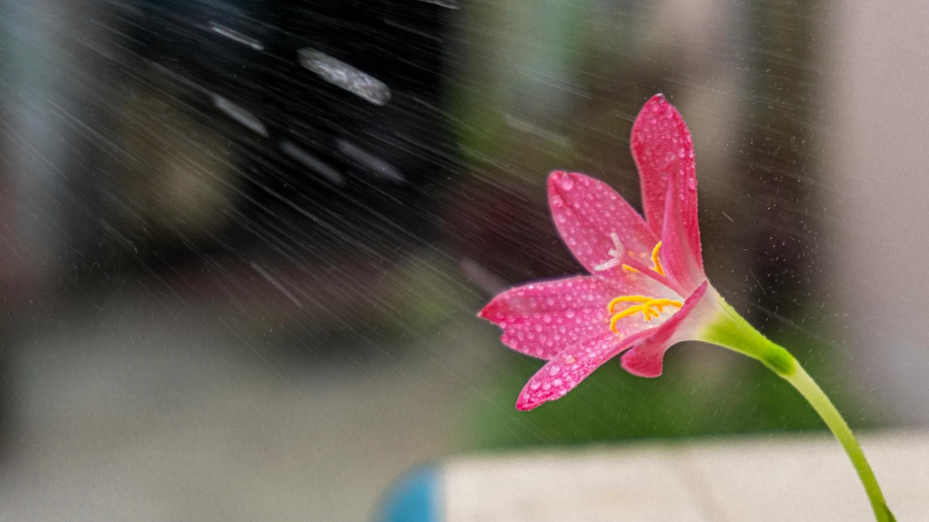 Zéphyranthes (lis des pluies) - illustration botanique